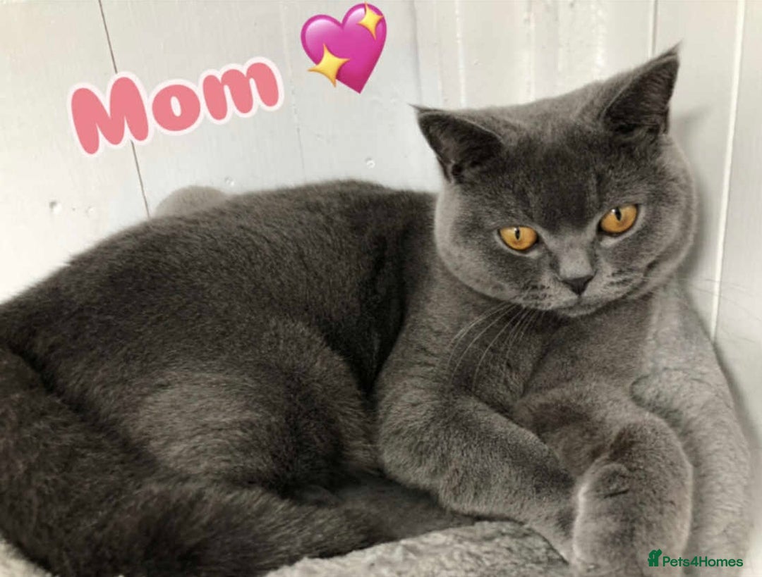 British Shorthair cats for sale: GCCF British Shorthair for Sale - Advert 36