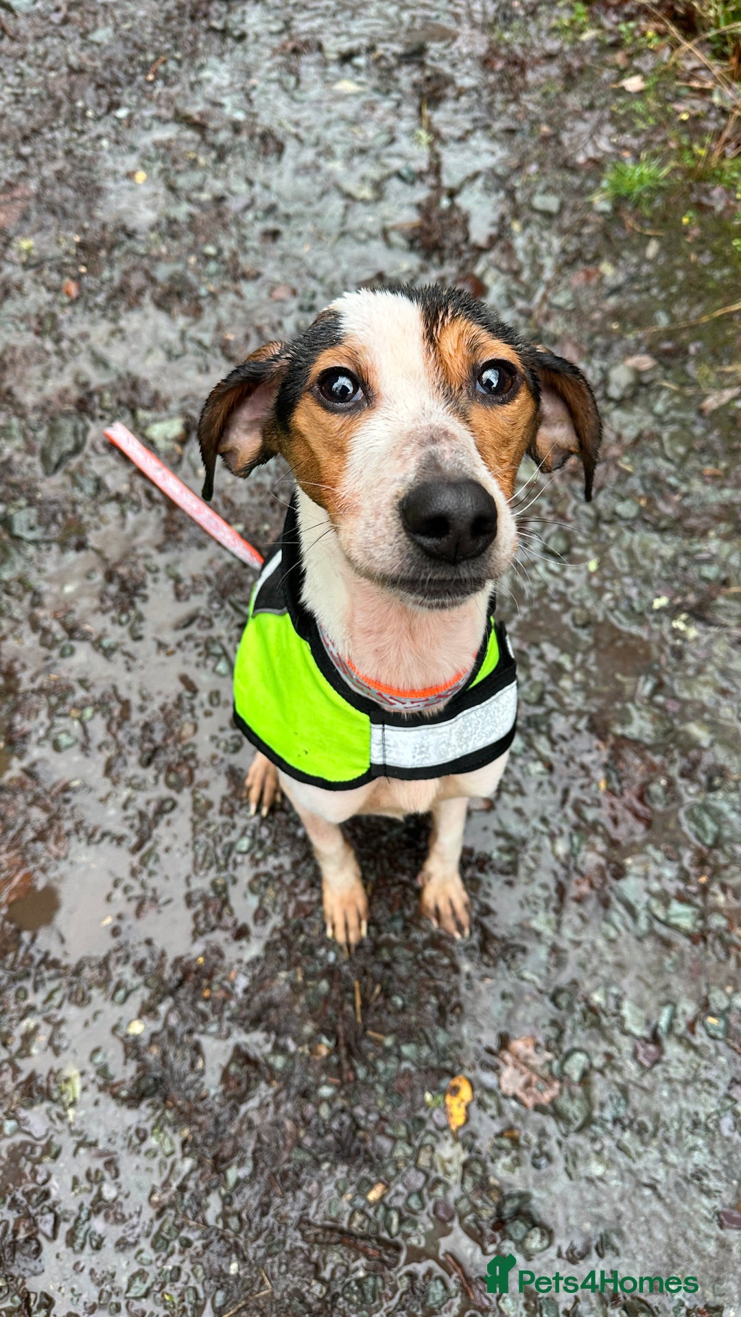 Foxhound dogs for sale: 2 year old foxhound male to a forever home - Advert 1