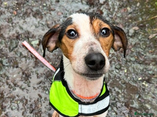 Foxhound dogs 2 year old foxhound male to a forever home - Advert 3