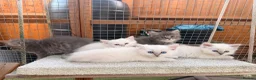 Persian cats for sale: 7 beautiful Persian x Ragdoll kittens - Advert 17