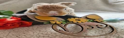 Mini Lop rabbits for sale: Mini Plush Lops - Rainbow Litter Suffolk - Advert 15