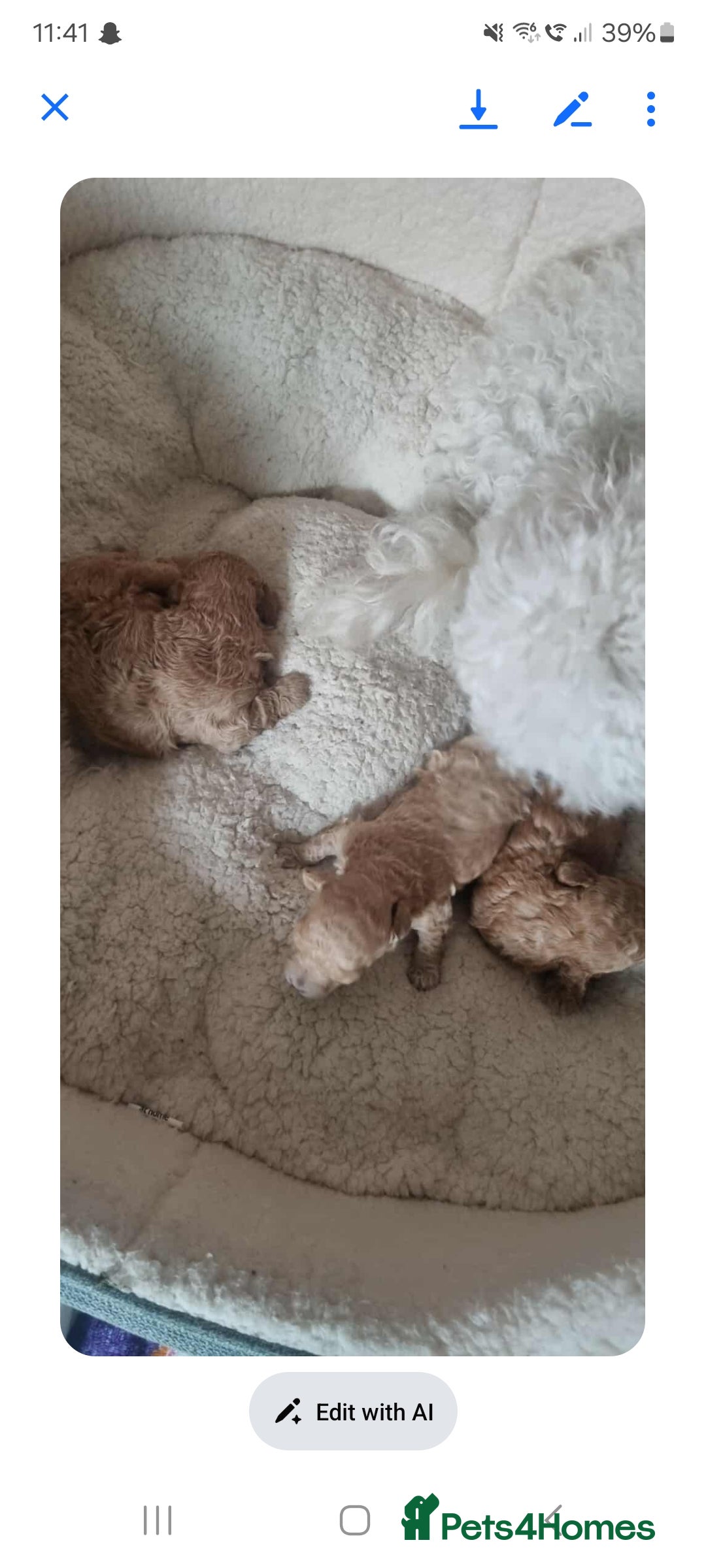 Maltipoo dogs for sale: Maltipoo girl  - Advert 5