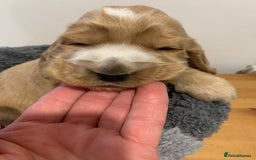 Cocker Spaniel dogs for sale: KC Registered Quality Show Type Cocker Puppies   - Image 2