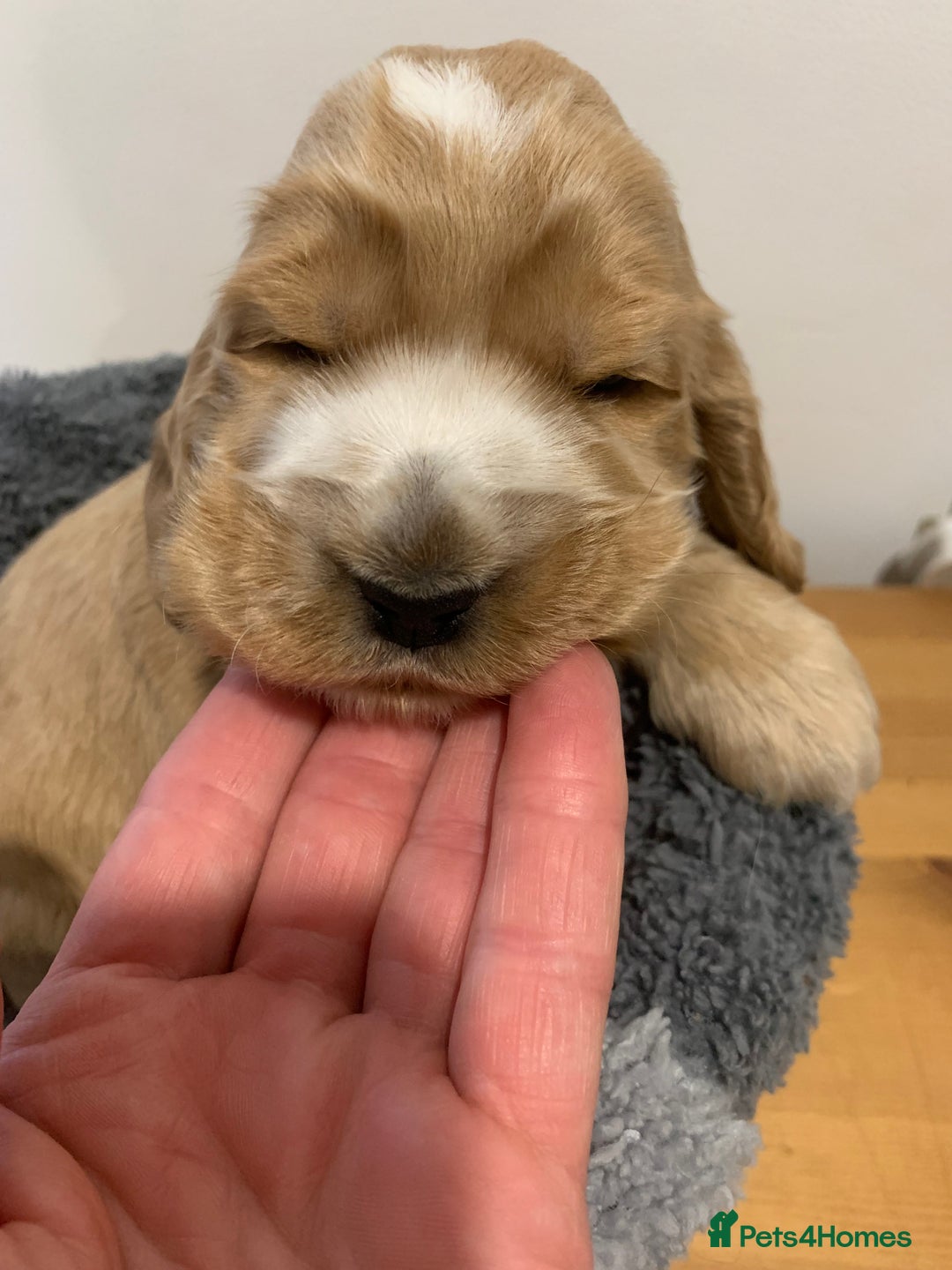 Cocker Spaniel dogs for sale: KC Registered Quality Show Type Cocker Puppies   - Image 2