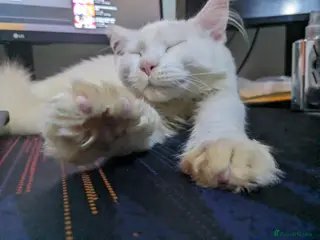 Maine Coon cats Maine Coon ** - Advert 1