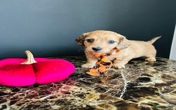 Miniature Dachshund dogs for sale: Cream Litter 5 Star Breeder ⭐️⭐️⭐️⭐️⭐️  - Image 25