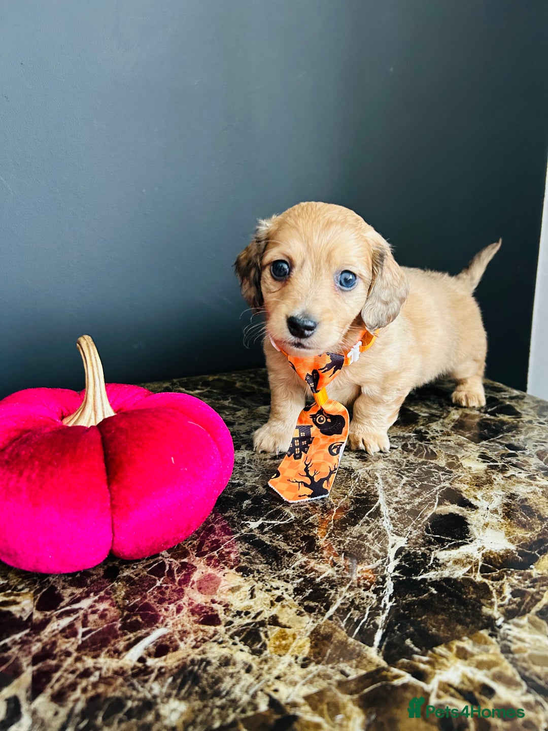 Miniature Dachshund dogs for sale: Cream Litter 5 Star Breeder ⭐️⭐️⭐️⭐️⭐️  - Image 25