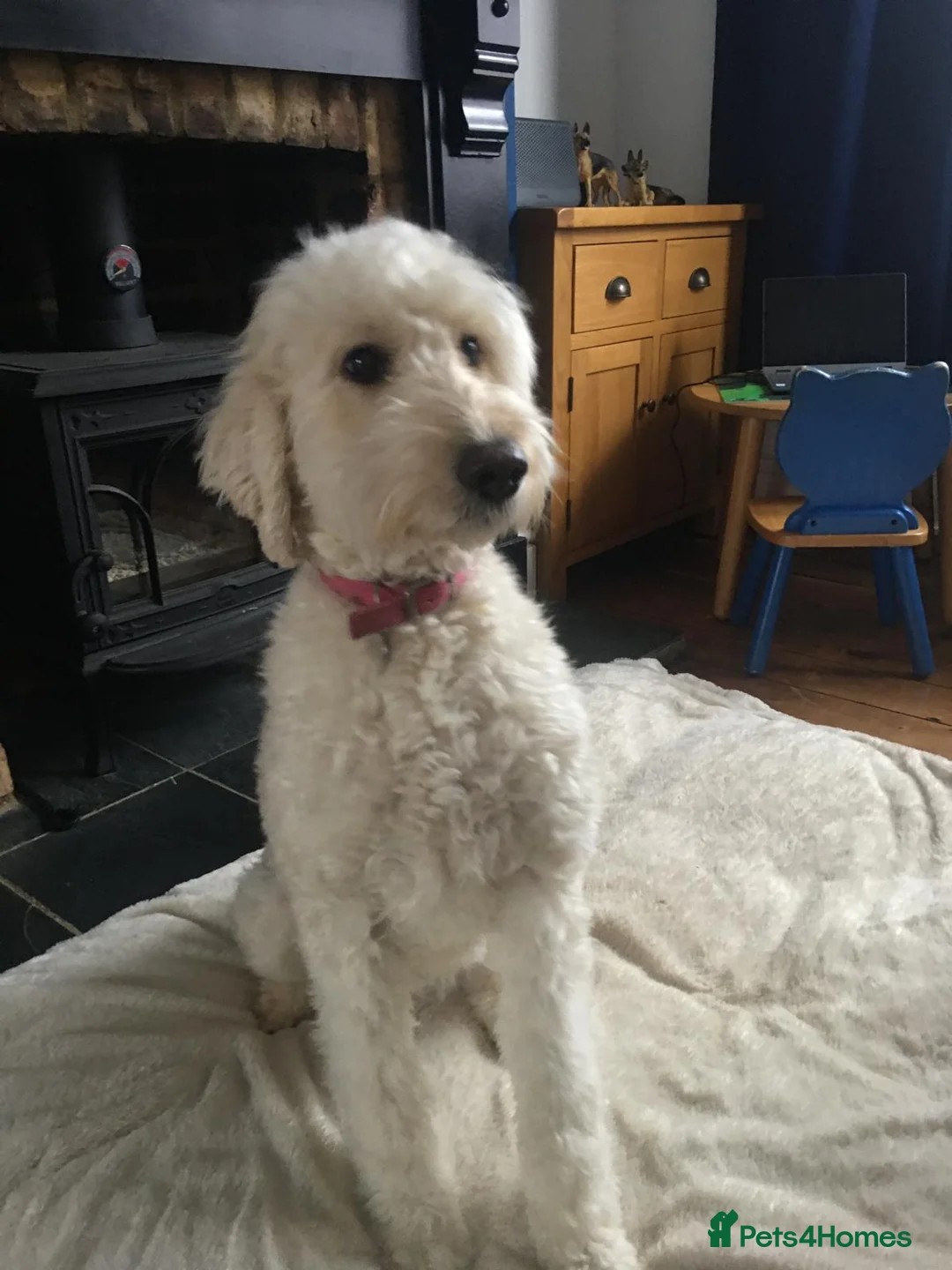 Labradoodle dogs for sale: Stunning Apricot & Cream Labradoodle Puppies  - Advert 2