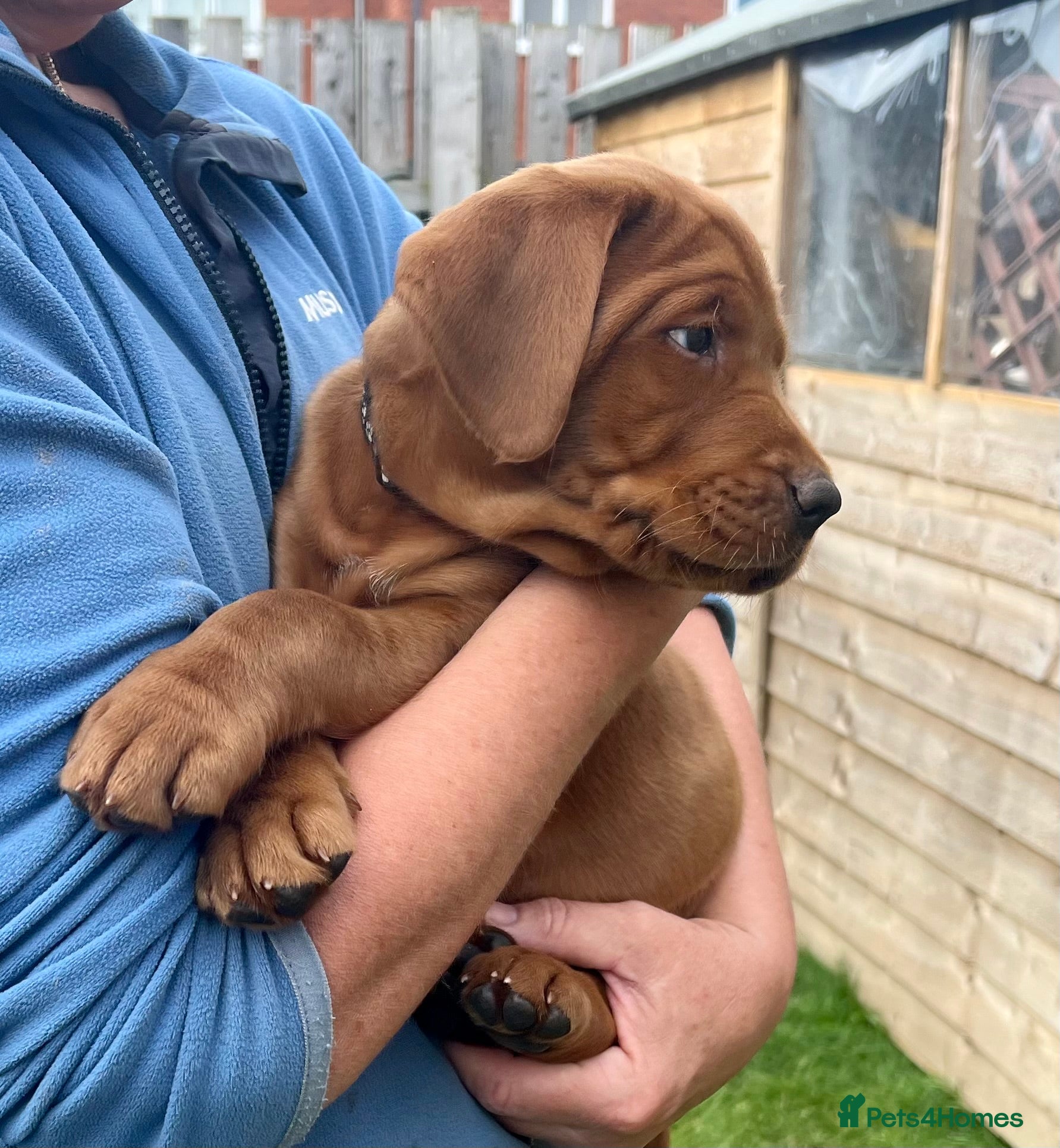 Labrador Retriever dogs KC registered Fox Red Labrador puppies. - Advert 2