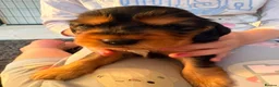 Cocker Spaniel dogs for sale: Stunning KC Reg Black & Tan Show Cocker puppies  - Advert 1