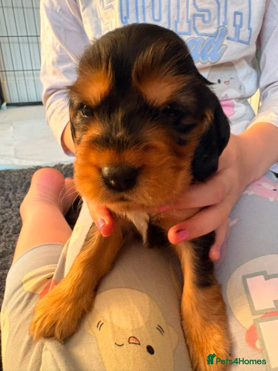 Cocker Spaniel dogs for sale: Stunning KC Reg Black & Tan Show Cocker puppies  - Advert 1