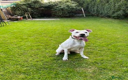 Mixed Breed dogs for sale: Meet winston - Image 6