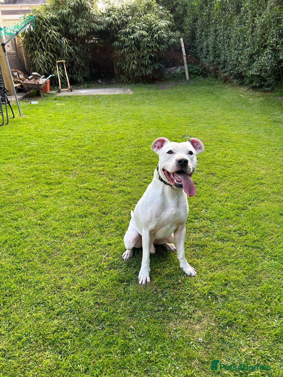 Mixed Breed dogs for sale: Meet winston - Image 6
