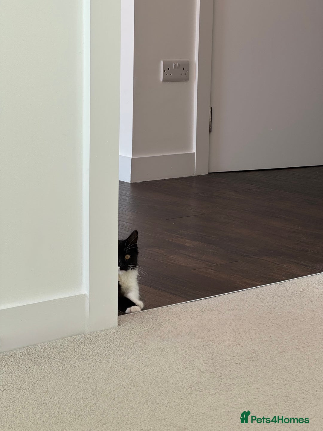 British Shorthair cats for sale: kitten for sale  - Advert 11