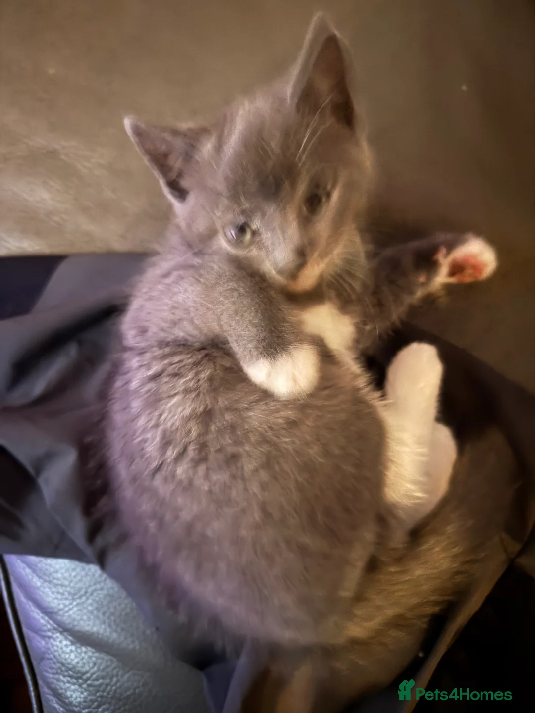 Mixed Breed cats for sale: Beautiful and super friendly mixed kittens - Advert 14