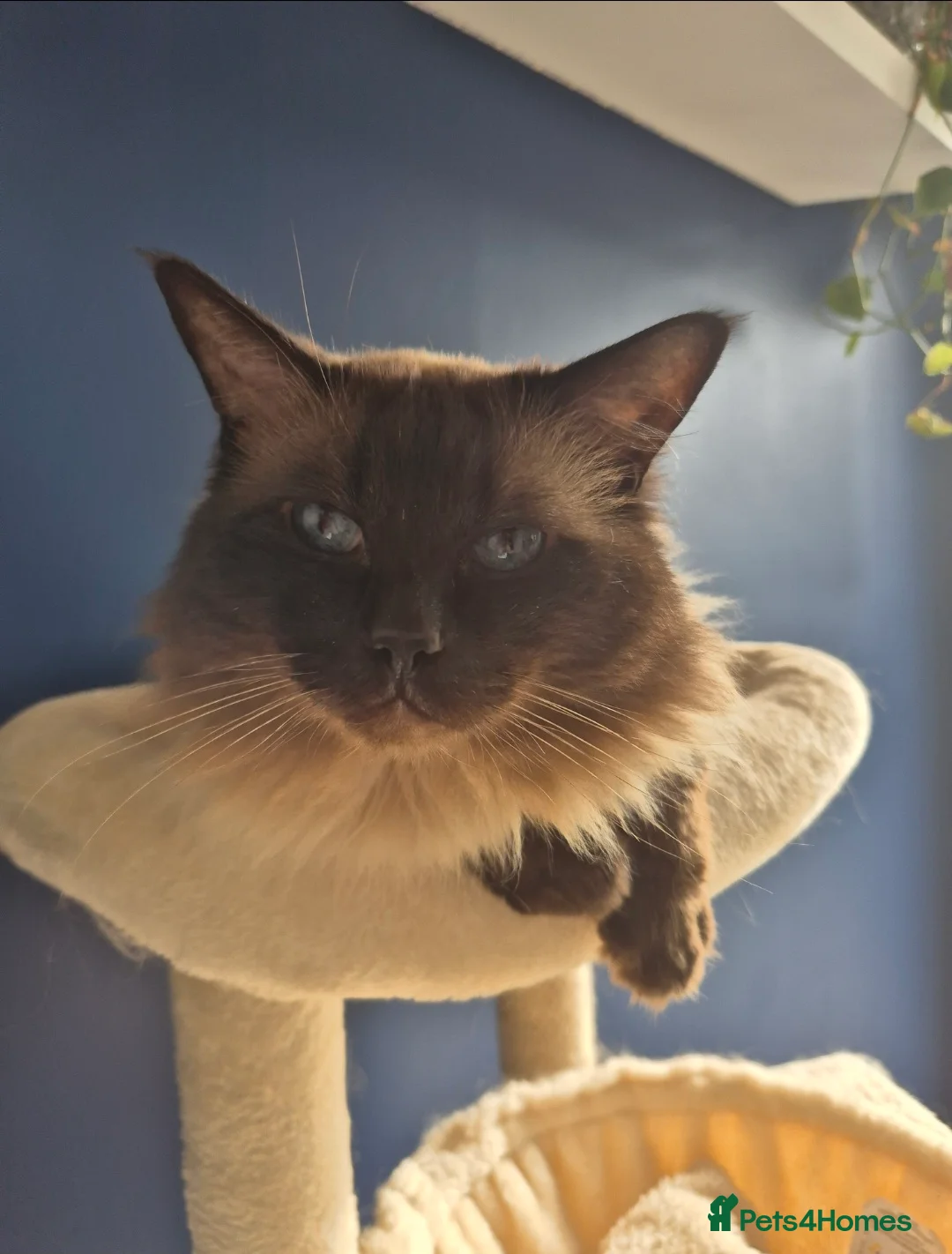 Mixed Breed cats for sale: Ragdoll cross boys  - Advert 7