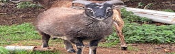 Sheep livestock for sale: This year's Soay wether lambs - Advert 8