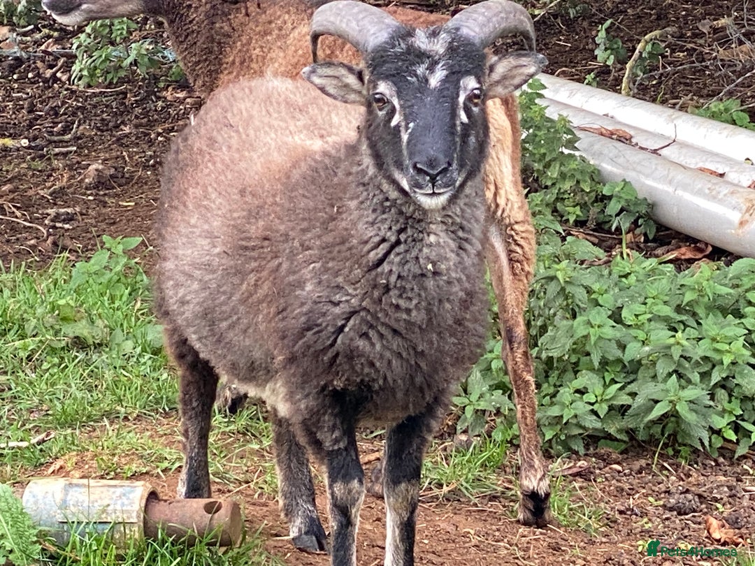 Sheep livestock for sale: This year's Soay whether lambs - Image 8