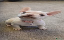 French Bulldog dogs for sale: Platinum,cream French bulldogs female  - Image 3