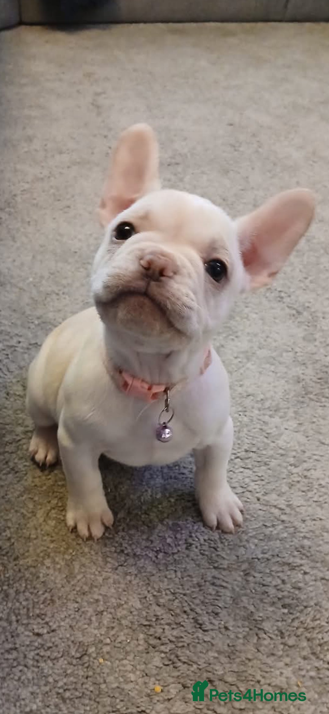 French Bulldog dogs for sale: Platinum,cream French bulldogs female  - Image 3