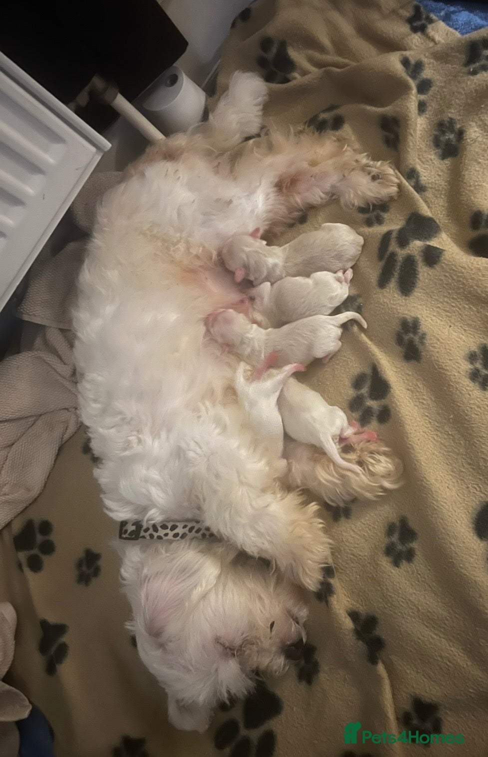 Maltipoo dogs READY NOW!! Beautiful girl 🩷🩷 - Advert 2