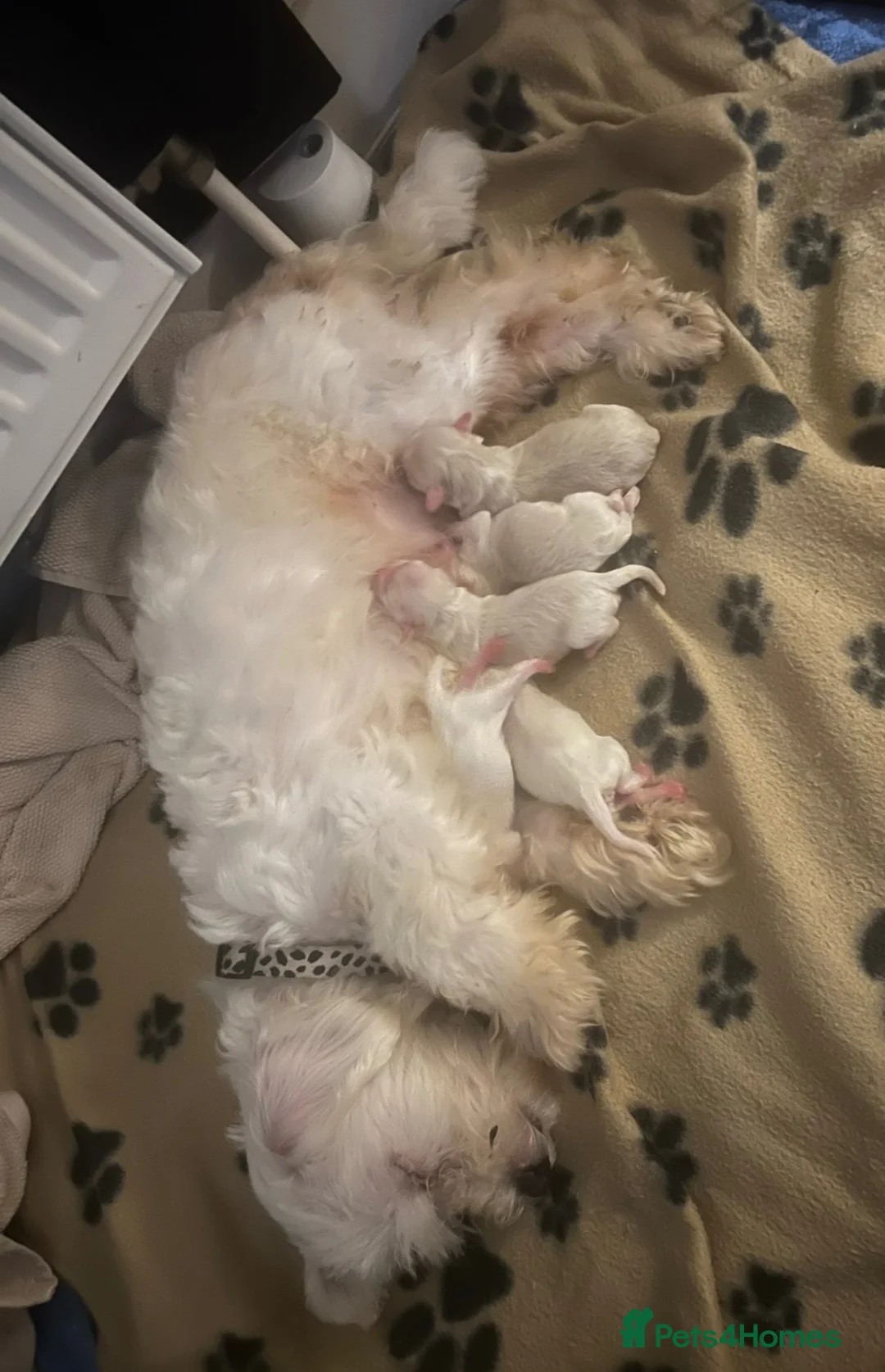Maltipoo dogs for sale: READY NOW!! Beautiful girl 🩷🩷 - Advert 2