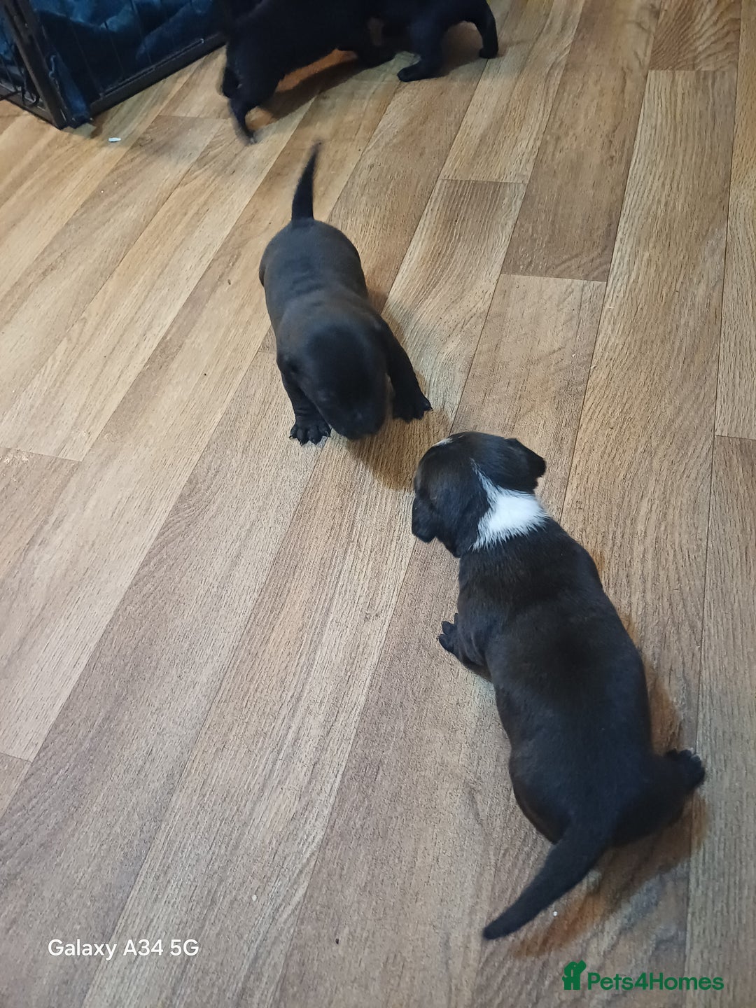 Mixed Breed dogs for sale: Adorable 3/4 Staff Bull Terrier 1/4 Jack Russell. - Advert 6
