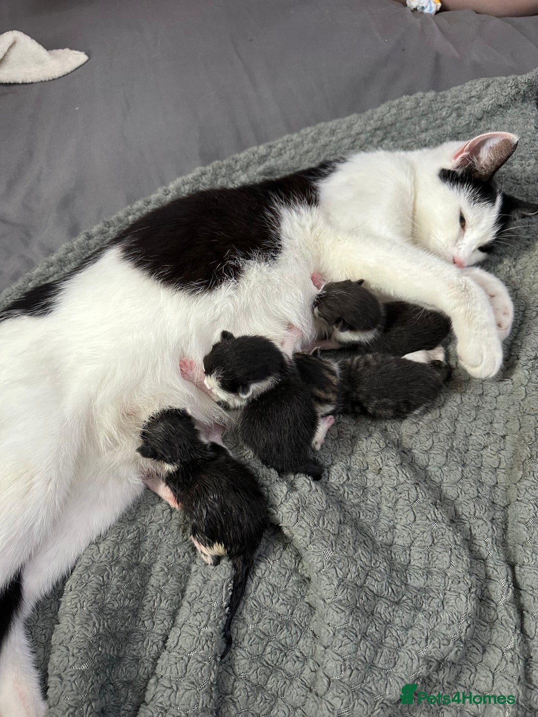 Mixed Breed cats for sale: Kittens ready for forever sofa’s. - Image 6