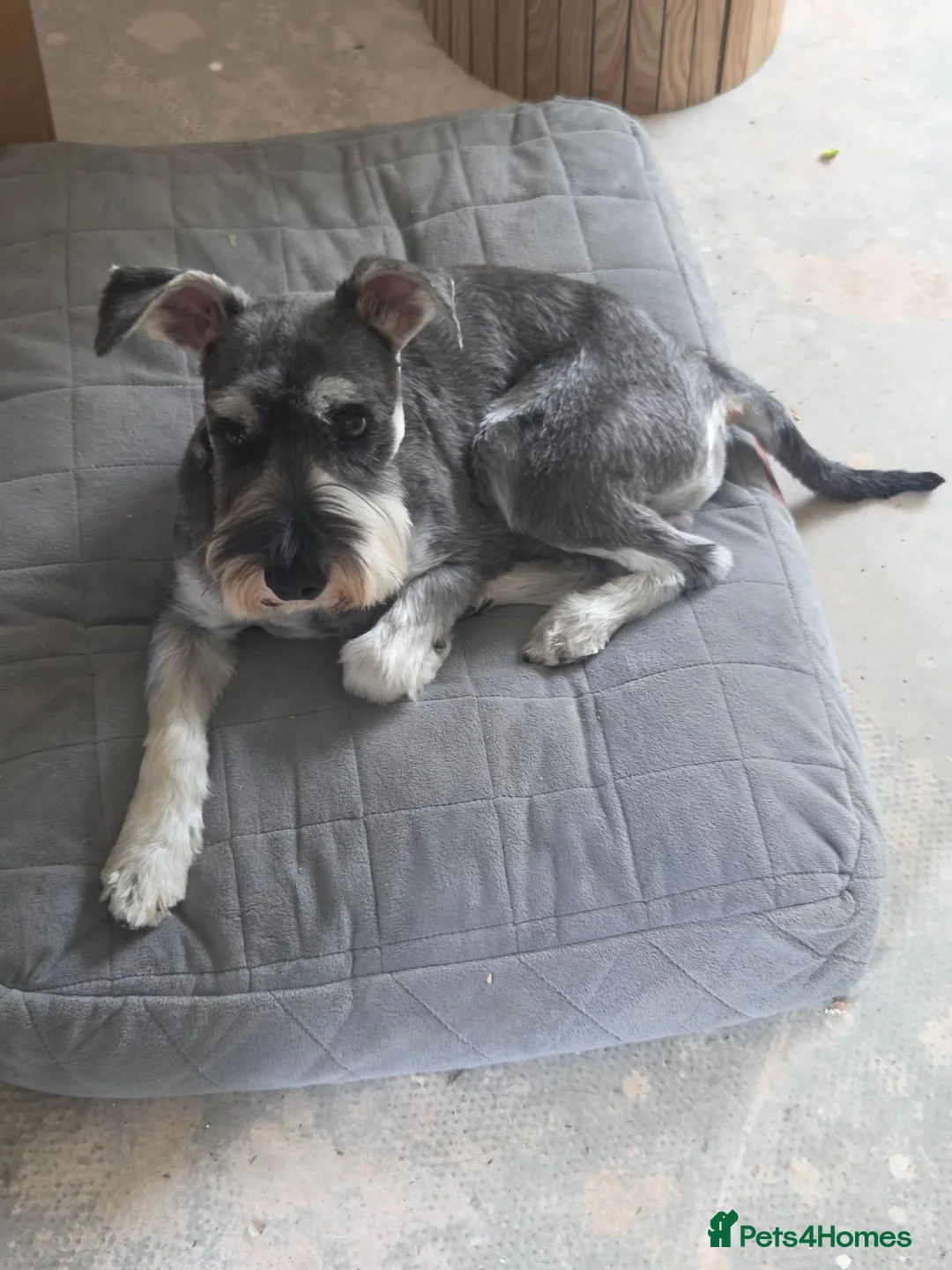 Miniature Schnauzer dogs for stud: KC Registered Miniature Schnauzer Stud - Advert 4