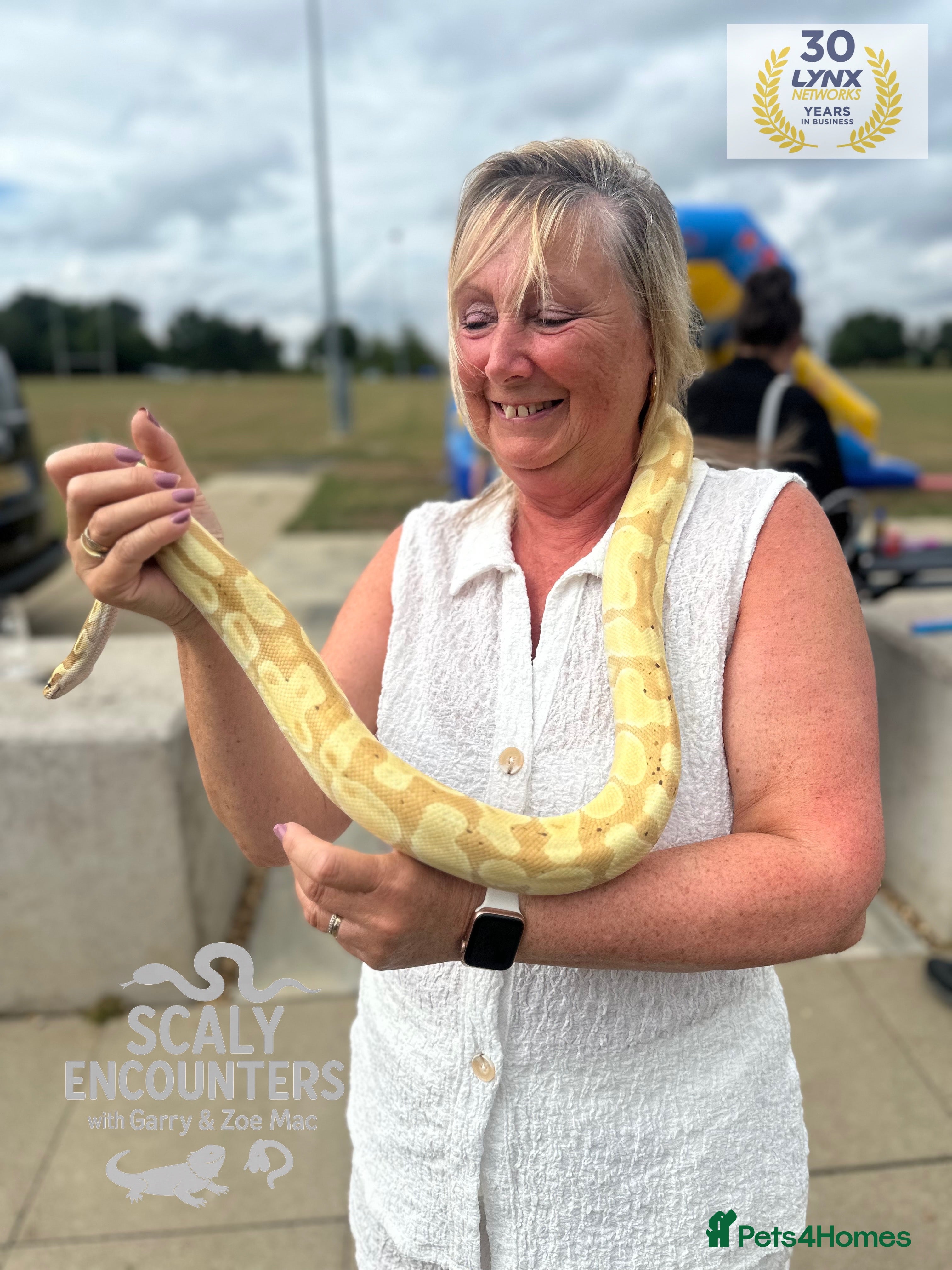 Python Snake reptiles Banana Ball Python - Advert 5