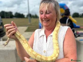 Python Snake reptiles Banana Ball Python - Advert 22