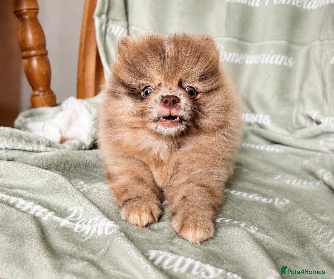 Pomeranian dogs READY NOW! DWKC✨DNA 100% POM!🧬HEALTH TESTED!🧬 - Advert 9