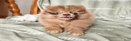 Pomeranian dogs for sale: READY🏡DWKC✨DNA 100% POM!🧬HEALTH TESTED!🧬 - Advert 9
