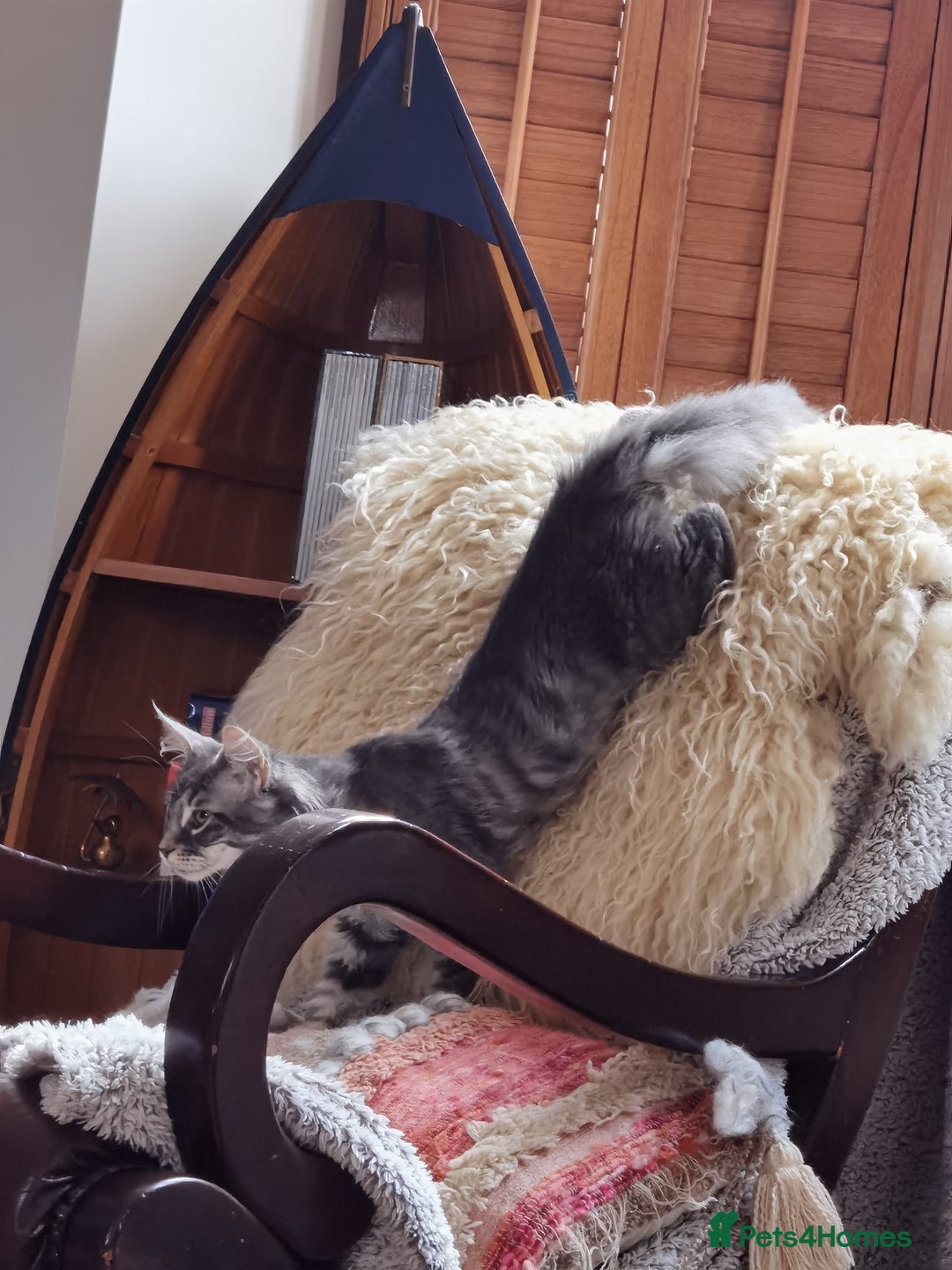 Maine Coon cats for sale: Four beautiful Maine Coon kittens-two girls left - Image 8