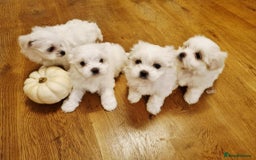Maltese dogs for sale: Beautiful Maltese Puppies - Advert 2
