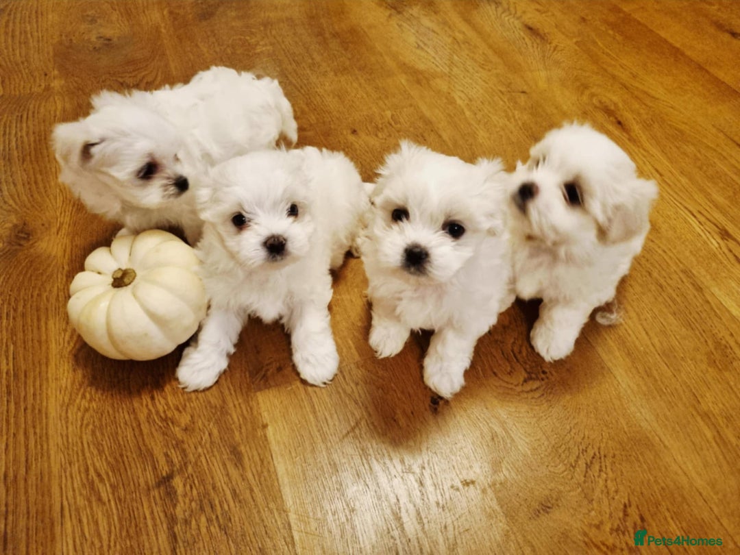 Maltese dogs for sale: Beautiful Maltese Puppies - Advert 2