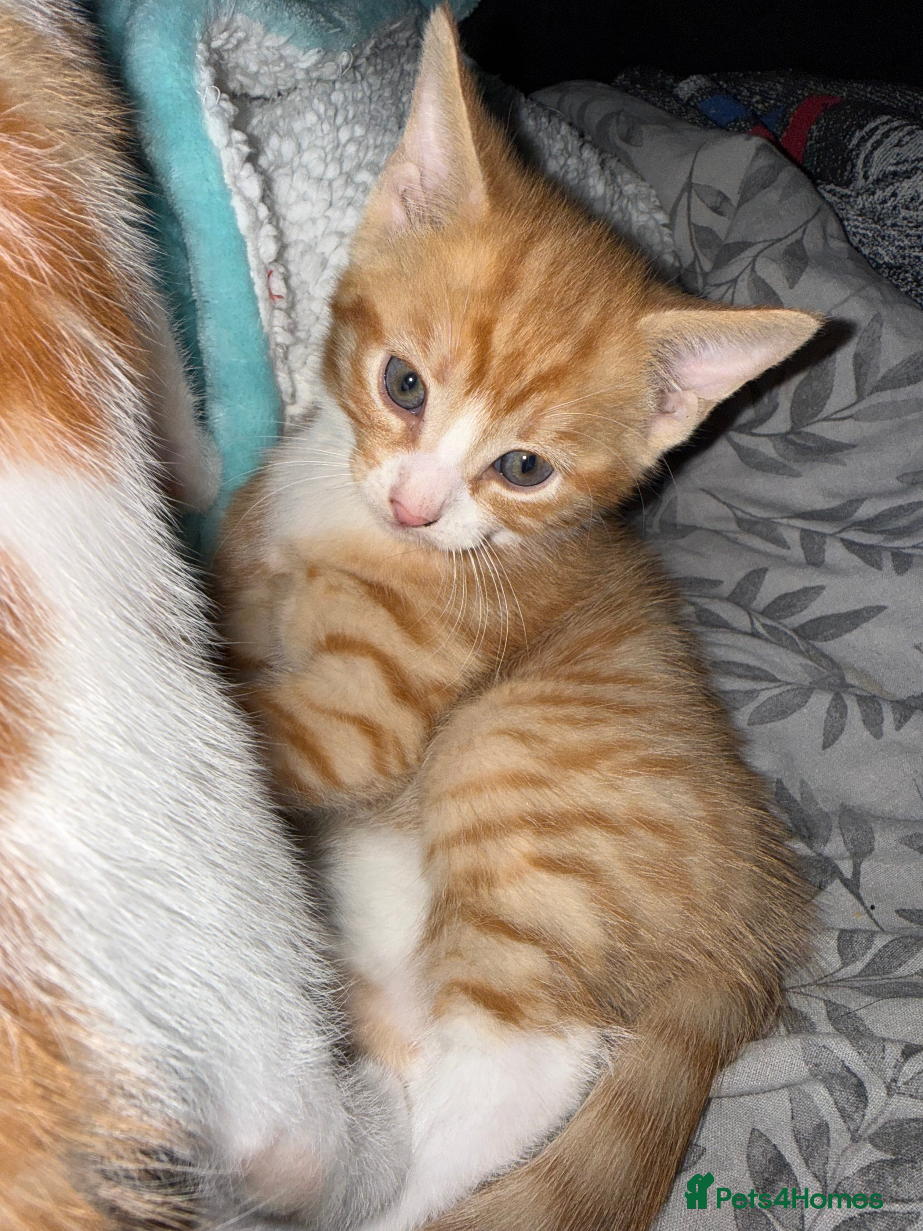 Mixed Breed cats 3 male kittens - Advert 1