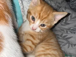 Mixed Breed cats 3 male kittens - Advert 3