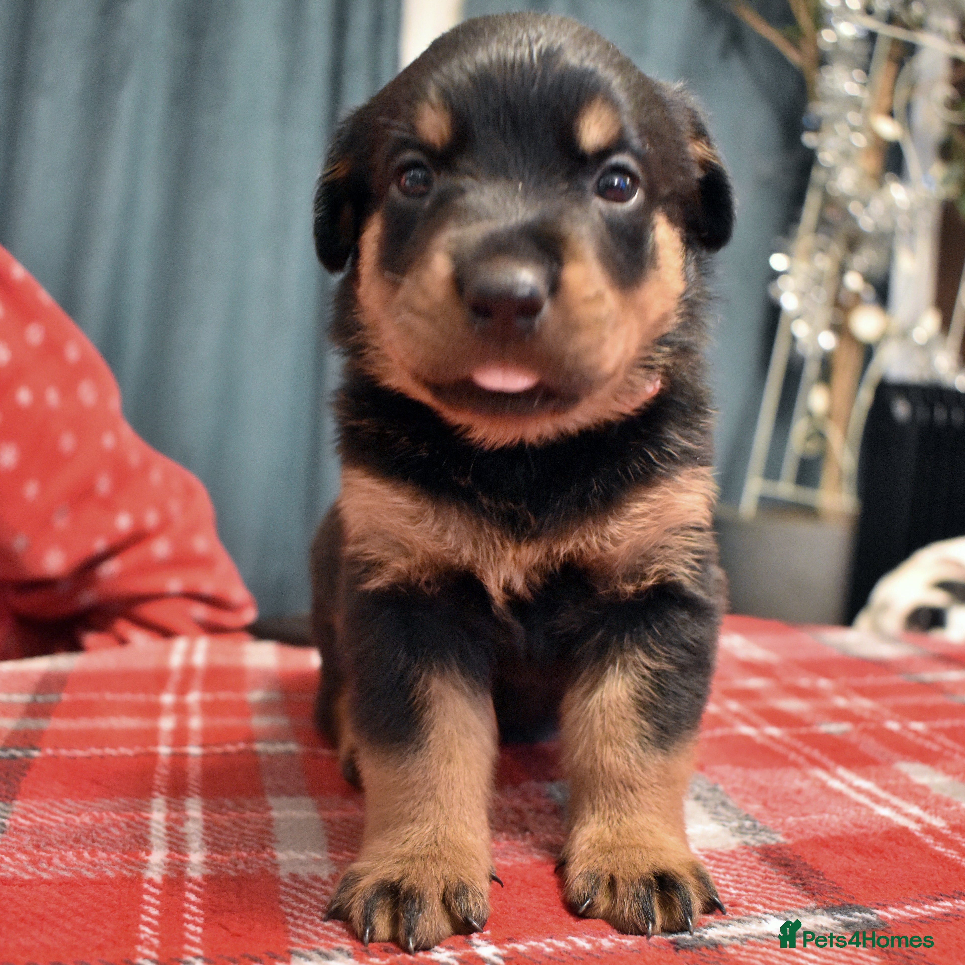 Rottweiler dogs KC chunky rottweiler puppies - Advert 3