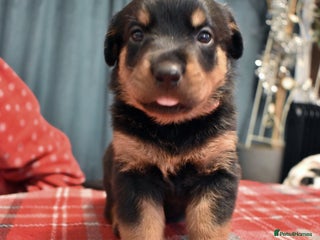 Rottweiler dogs KC chunky rottweiler puppies - Advert 3