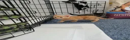 Mixed Breed cats for sale: kittens for sale  - Advert 3