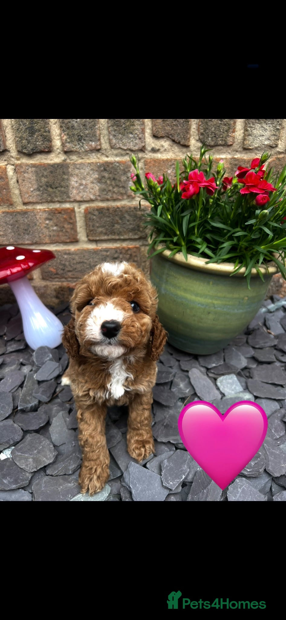 Cockapoo dogs F1b cockerpoos for sale - Advert 1