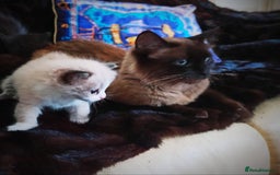 Siberian cats for sale: #4 lovely Siberian male kittens  - Image 20