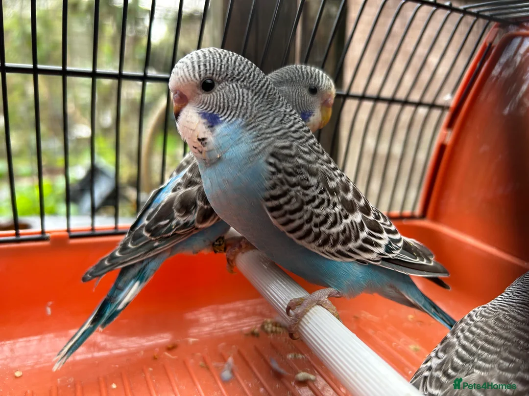 Budgerigars birds for sale: Budgies for Sale, all in good health  - Advert 8