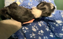 Tibetan Terrier dogs for sale: Beautiful black and white Tibetan Terrier girl  - Advert 5