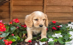 Cocker Spaniel dogs for sale: 2 beautiful working cocker spaniel pups  - Image 16