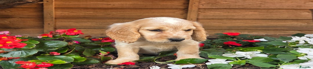 Cocker Spaniel Puppy 2