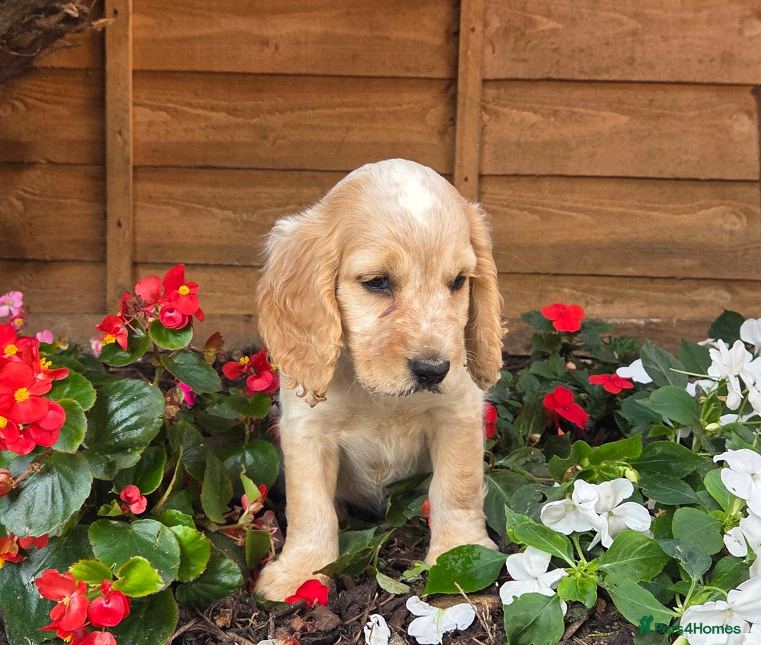 Cocker Spaniel dogs for sale: 2 beautiful working cocker spaniel pups  - Image 16