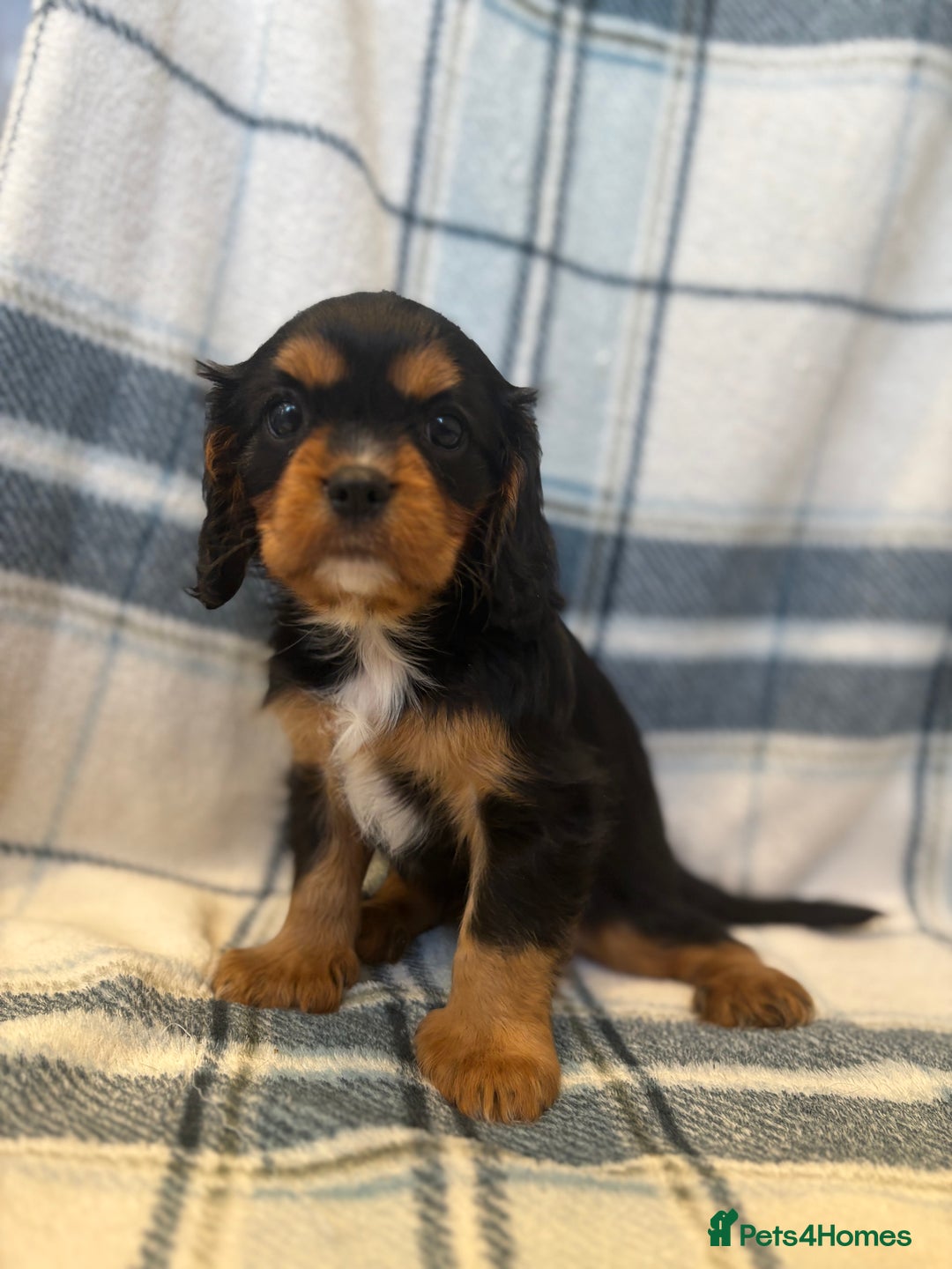 Cavalier King Charles Spaniel dogs for sale: 4 stunning B&t chocolate carrier cavaliers - Image 7