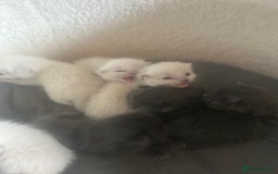 Ragdoll cats for sale: Beautiful Ragdoll kittens  - Image 1